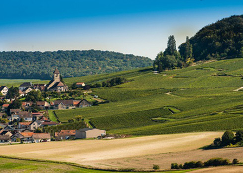 Champagne, Weinberge Cuis | ChampagnerWorld